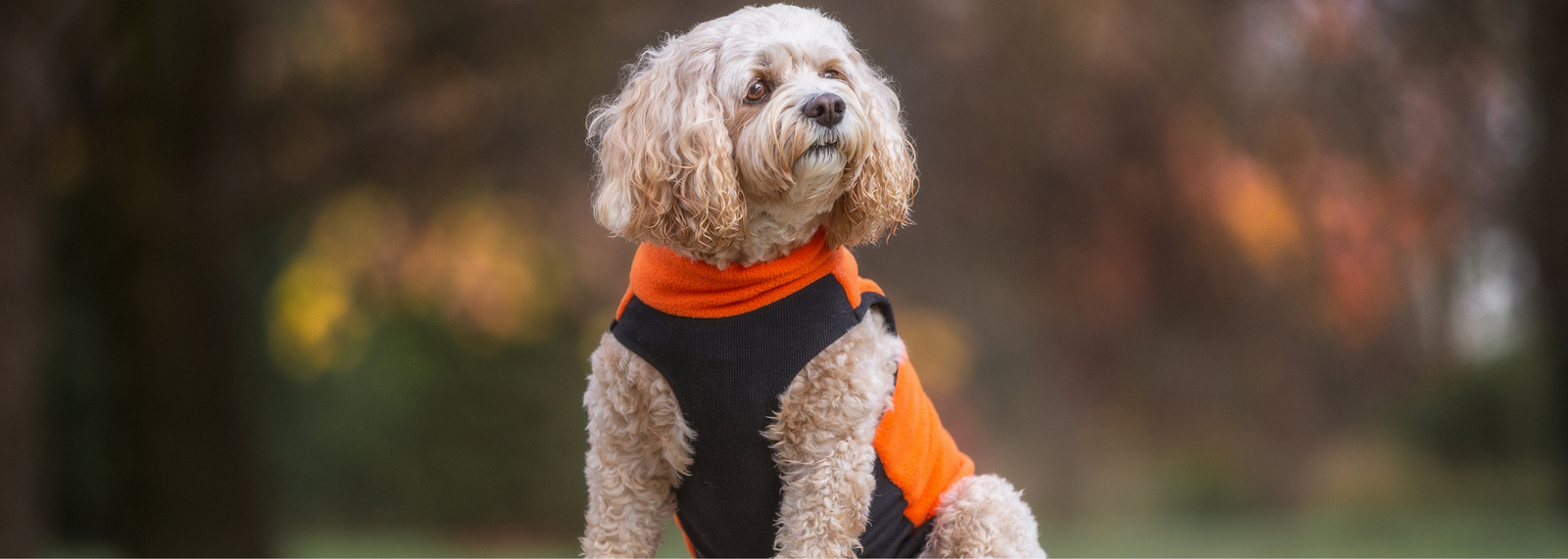 Dog Coats