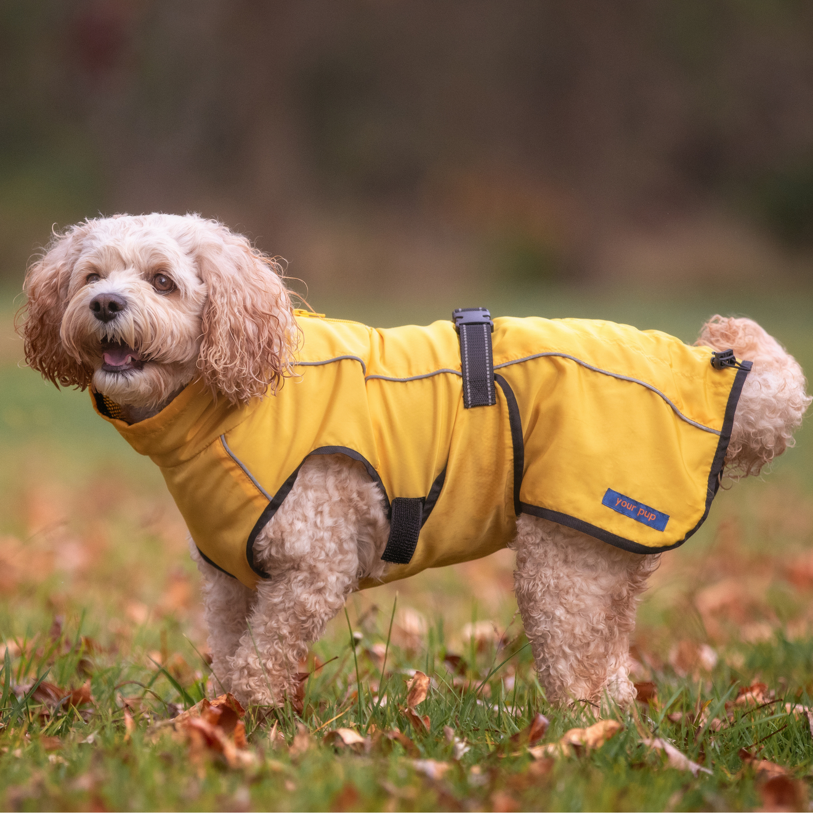 Dog Mud Coat