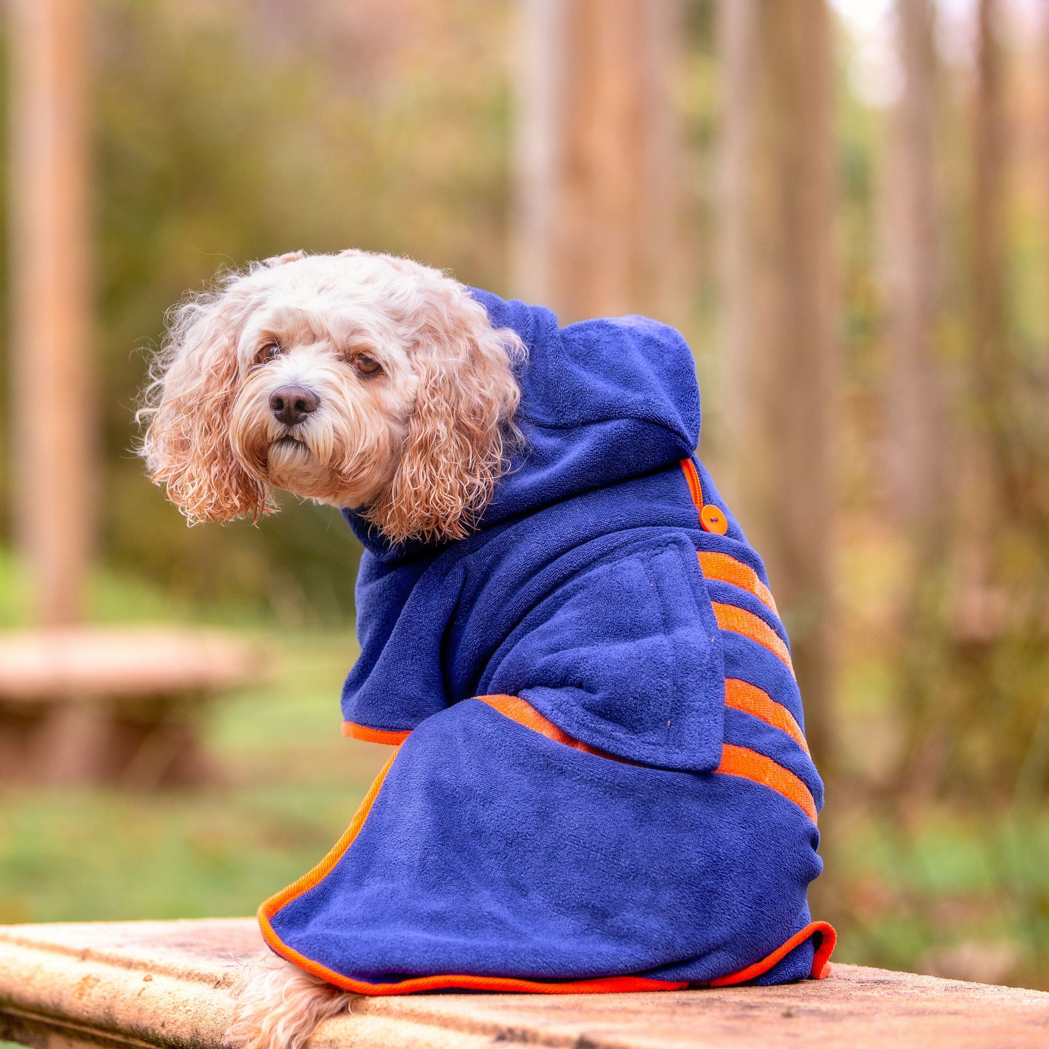 Dog 2025 drying jacket