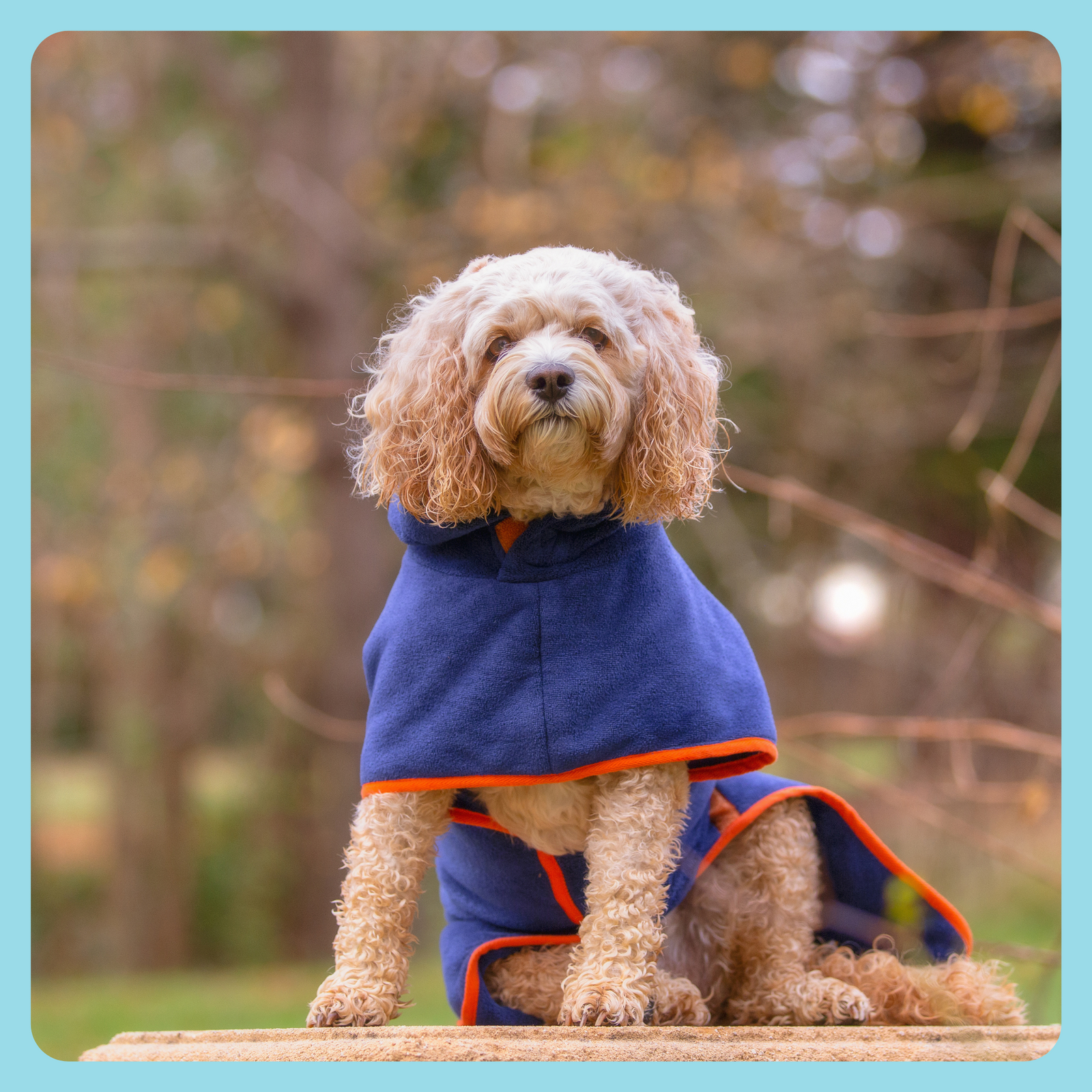 Puppy best sale coats australia