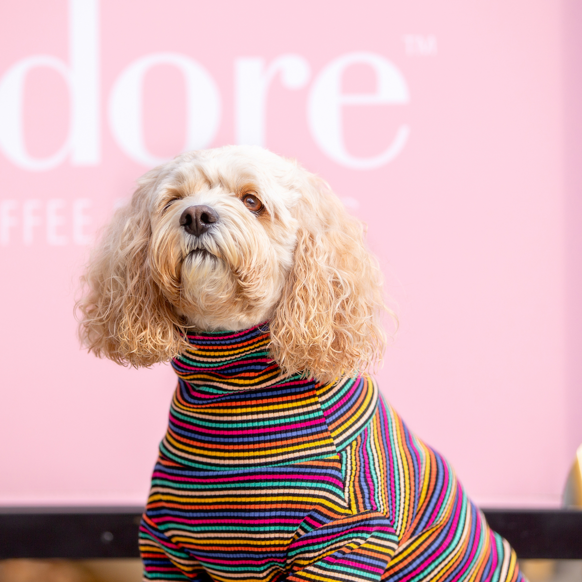 Fashionable Pet Top - Your Pup