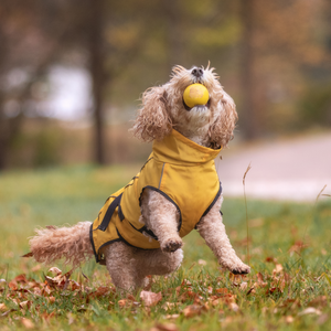 Perfect Raincoat for Dogs - Your Pup