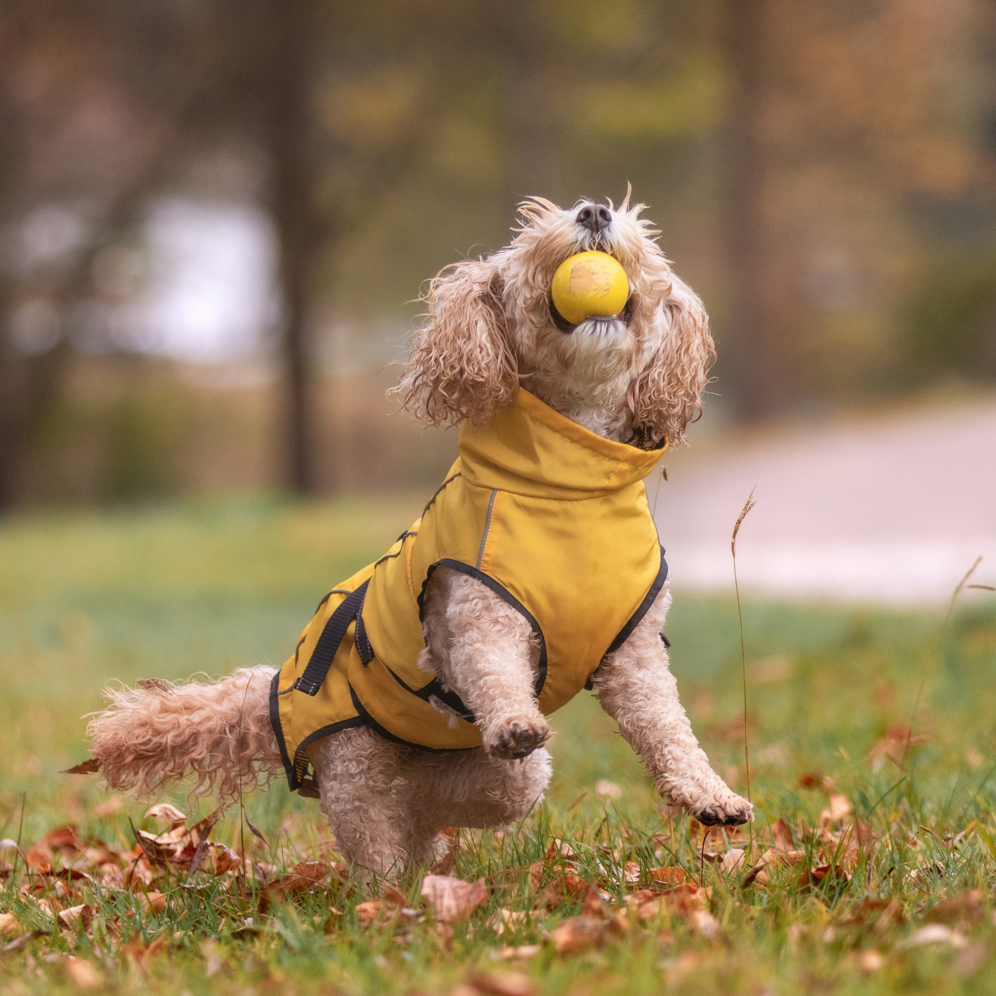 Dog mud coat best sale