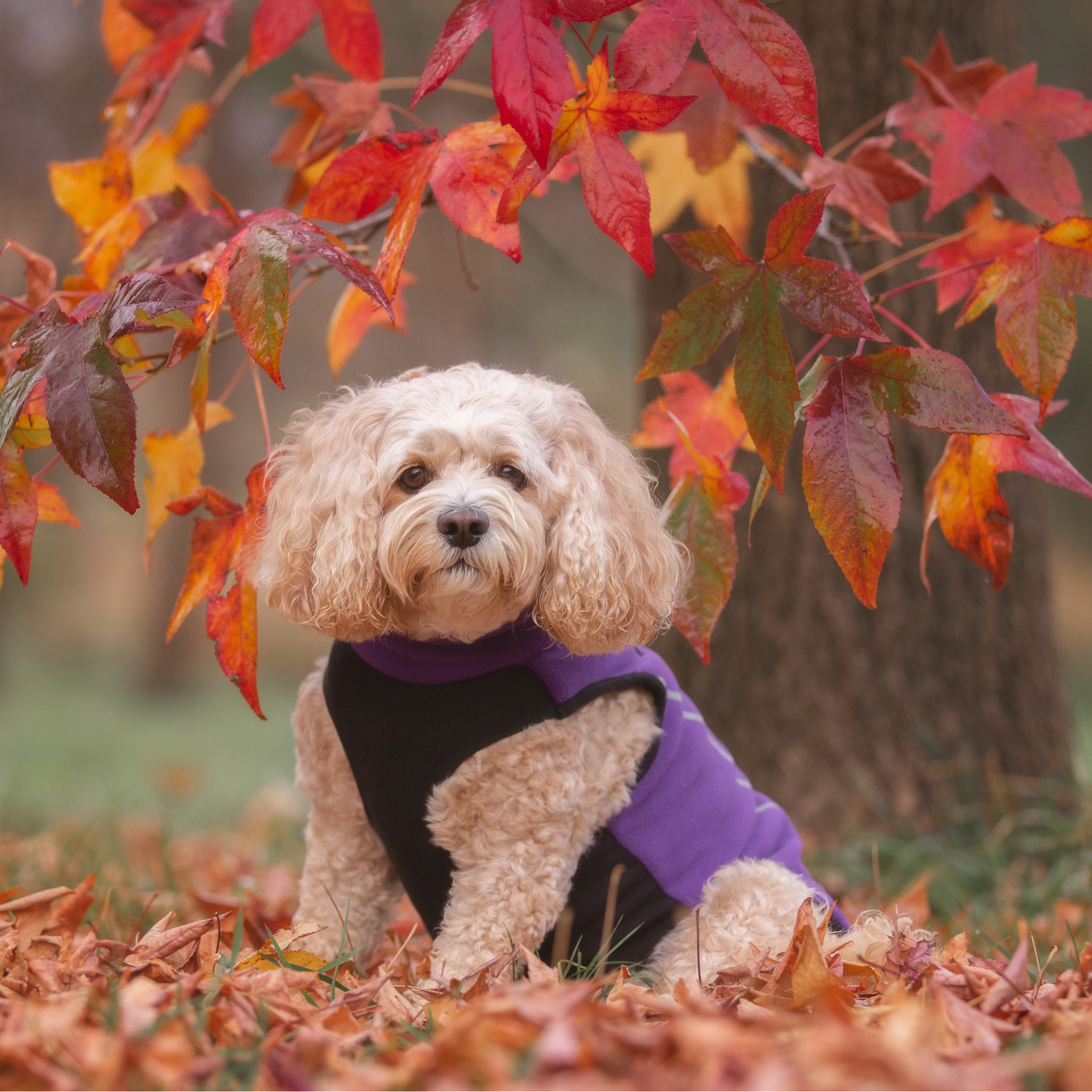 Mulberry top dog coat