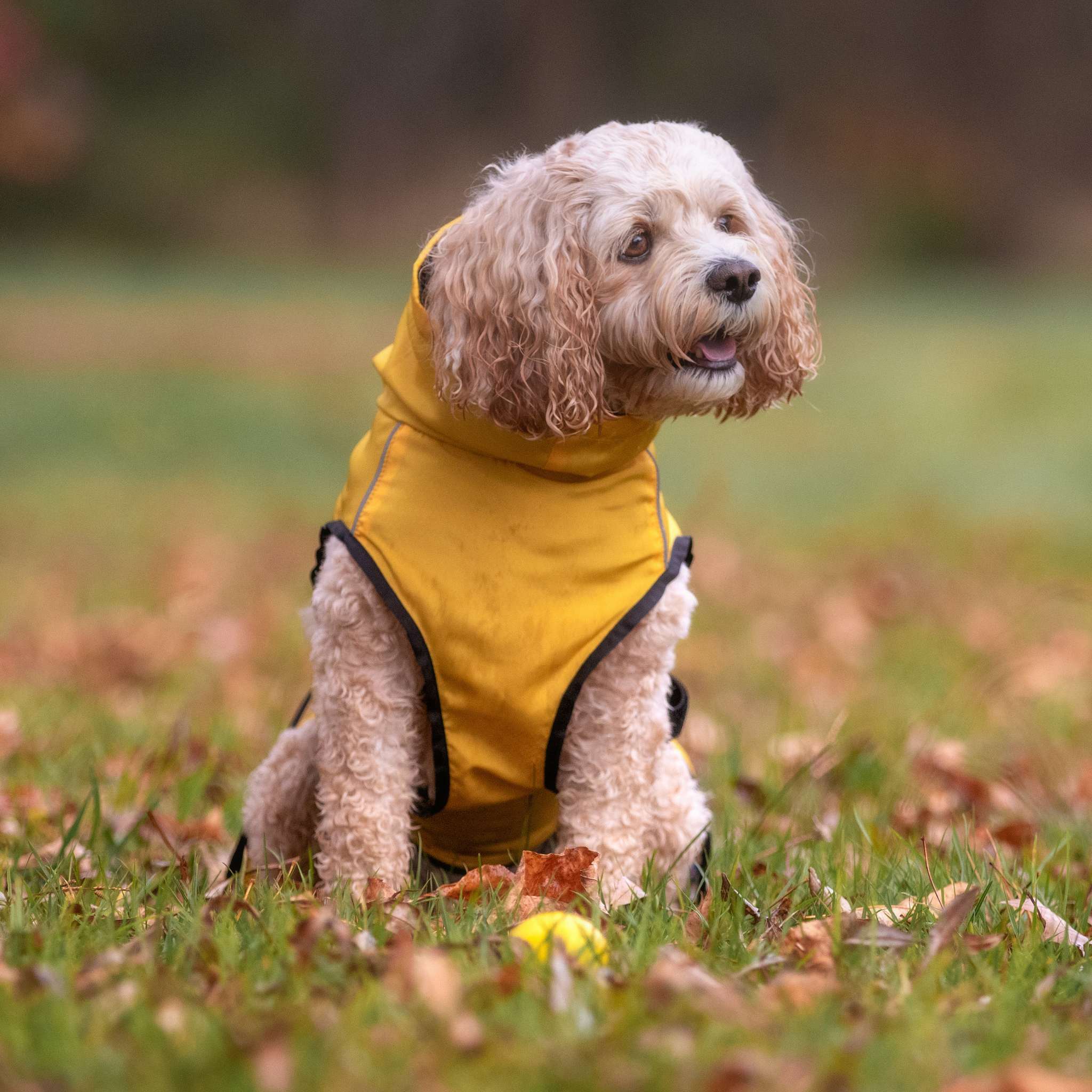 Waterproof and Windproof Apparel for Dogs Buy Online Now Your Pup