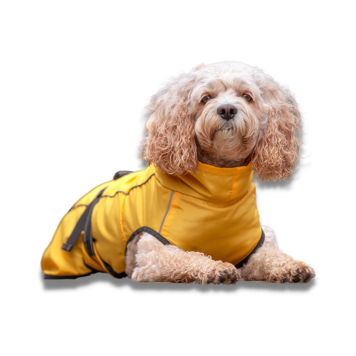 Raincoat for Dogs - Your Pup