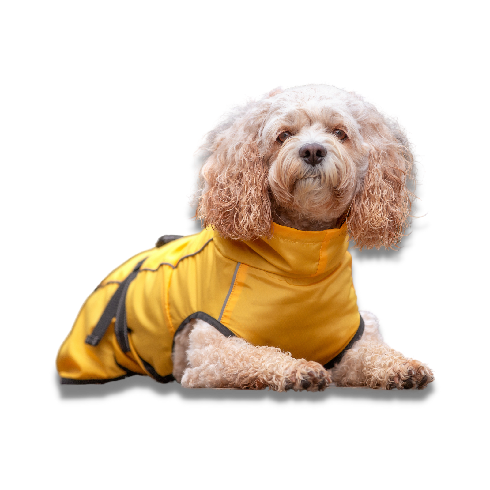 Wet weather online dog coats