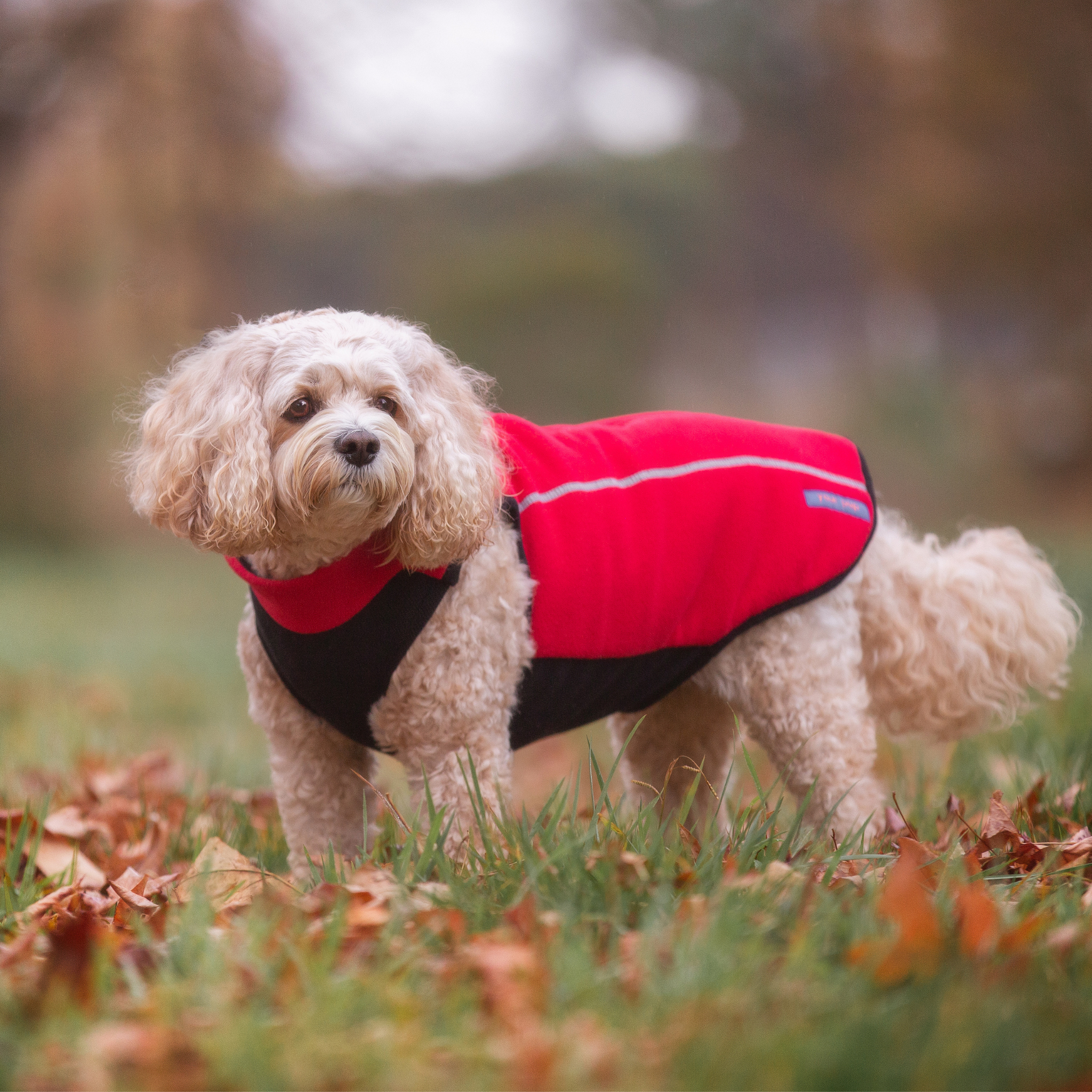 Goldendoodle clearance dog clothes