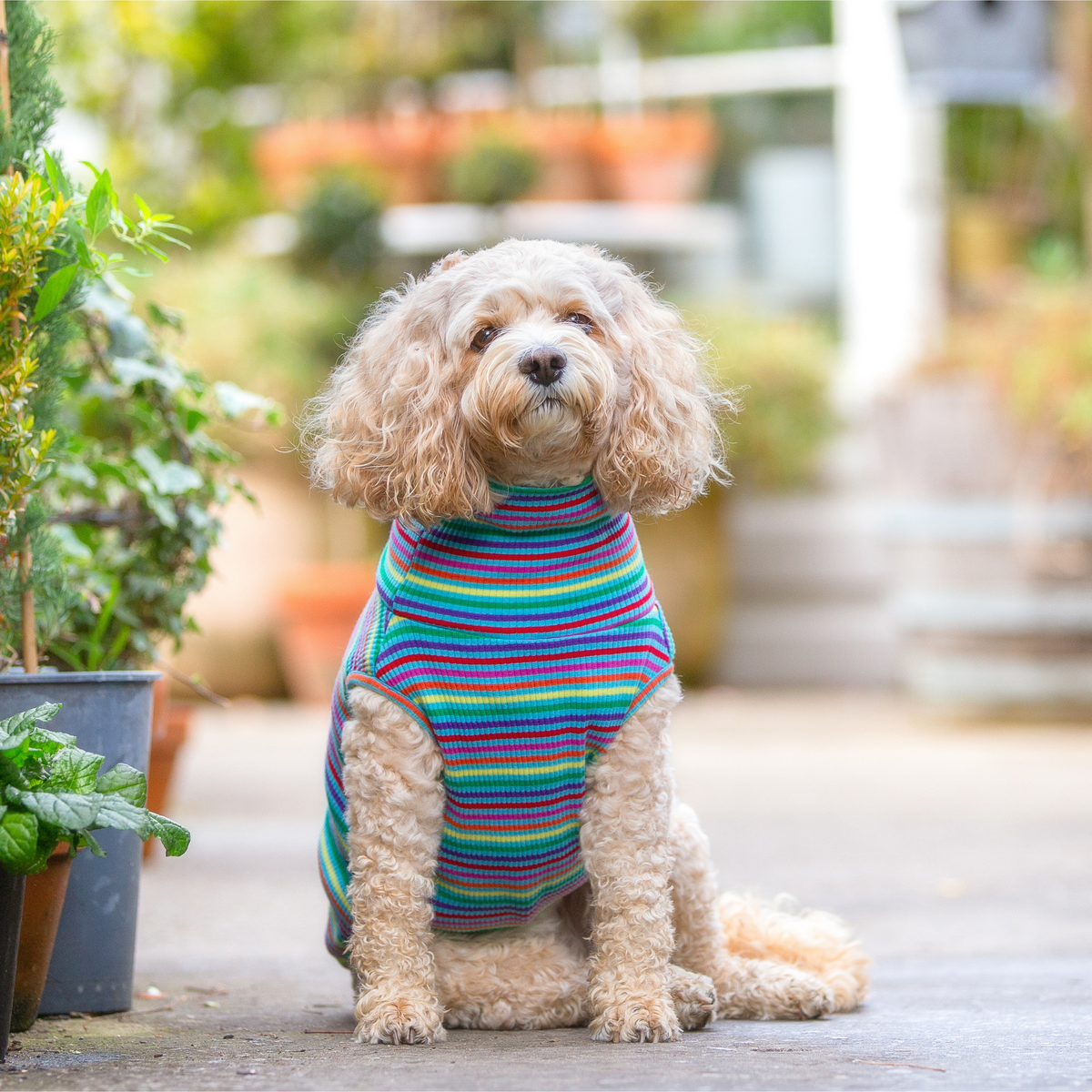 Striped Colourful Dog T-Shirt - Your Pup
