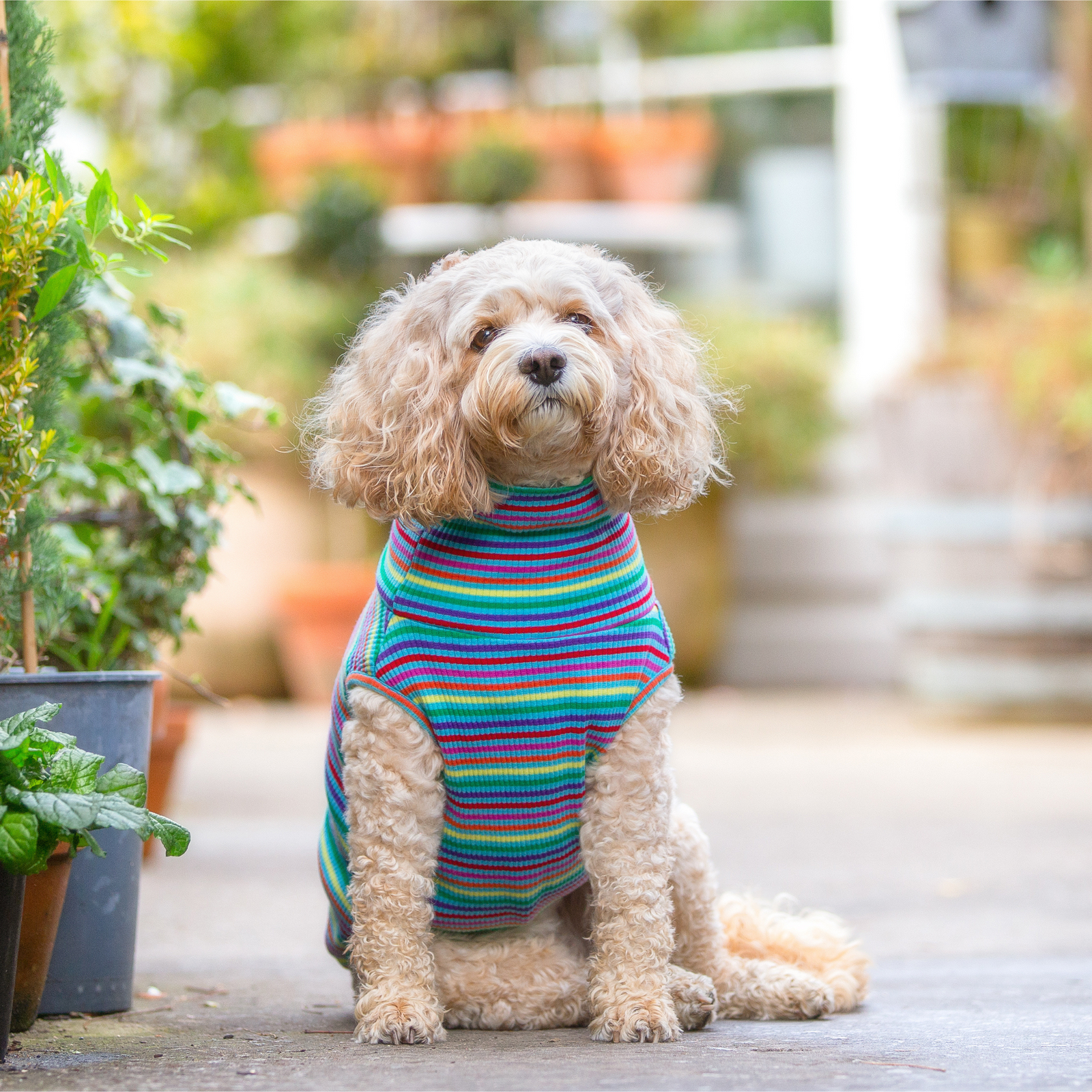 Striped Colourful Dog T-Shirt - Your Pup