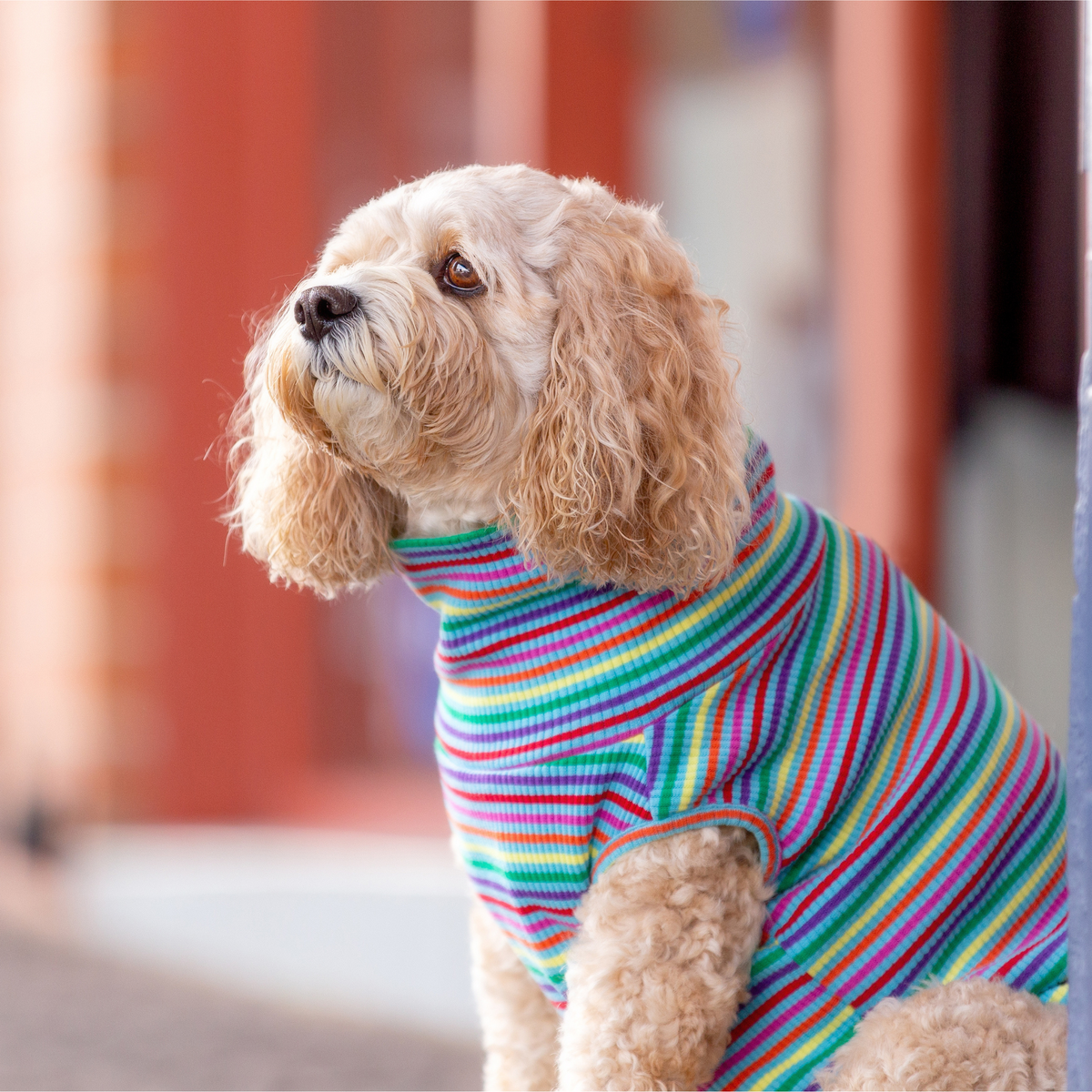 Striped Dog T-Shirt - Your Pup