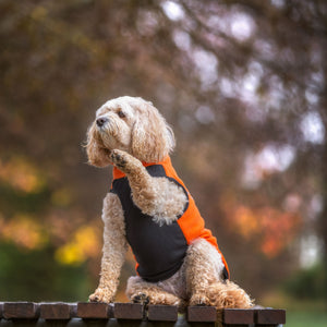 Tangerine Dog Fleece Coat