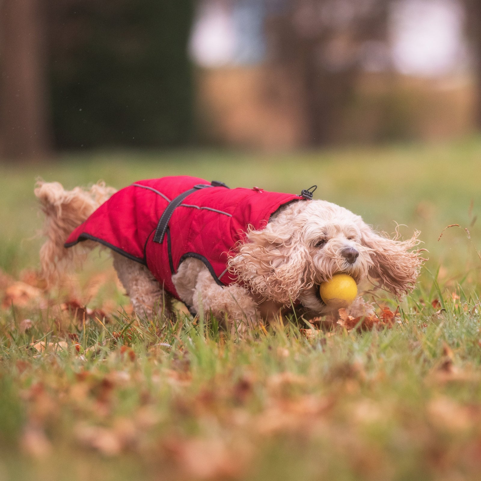 All Weather Red Dog Coat